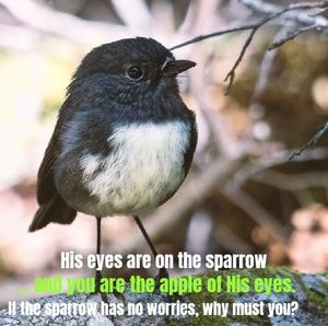 Meet your Posher, Sam